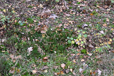 Heather Cali Heath - Howard Roddie