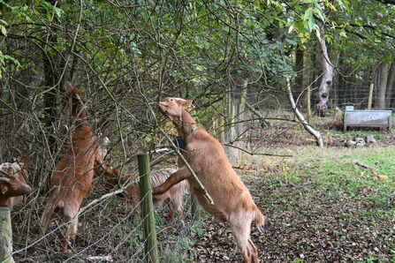 Goats having a munch Cali Heath - Howard Roddie
