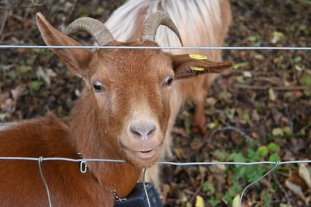 Goat at Cali Heath - Howard Roddie