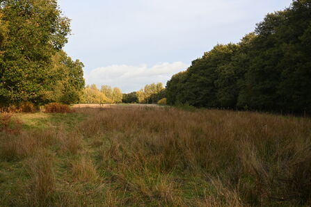 Cali Heath Nature Reserve - Howard Roddie