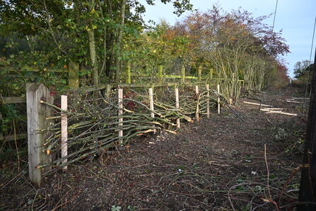Hedgelaying Cali Heath - Howard Roddie