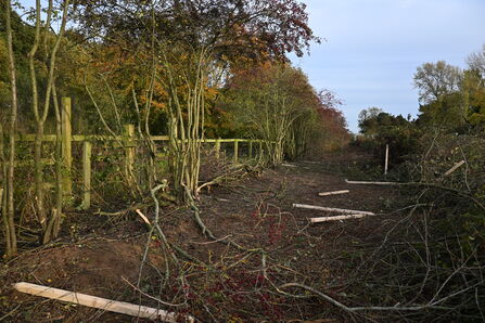 Preparing for hedgelaying - Howard Roddie