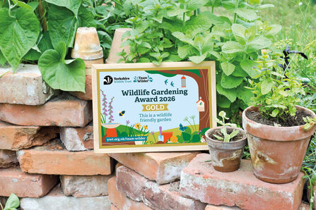 A framed certificate that says Wildlife Gardening Award in bold writing, if resting on a brick wall with green shrubbery behind and two plant pots on the side.