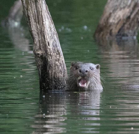 An otter looks straight at the camera with its mouth open. Its head is above water and it is holding onto a branch on its left.