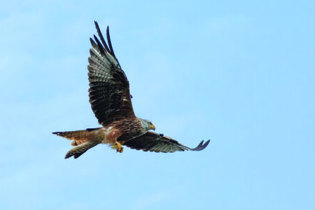 A Red Kite with a large wingspan flying with a clear blue sky in the background