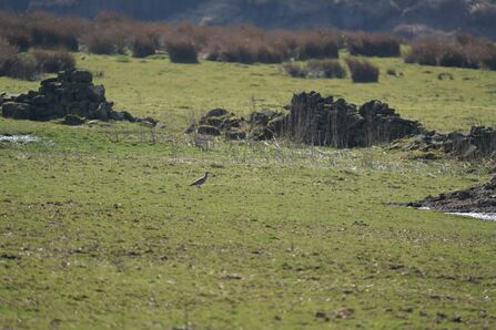 A wide view of green moorland, in the centre of the picture a curlew is foraging