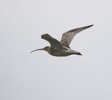 Side view of a curlew flying through a grey sky and looking into the camera lens. 