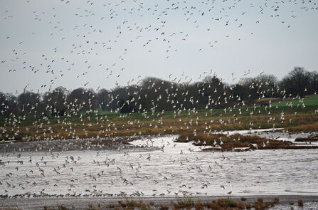 A large flock of knot and lapwings takes off, filling the frame.