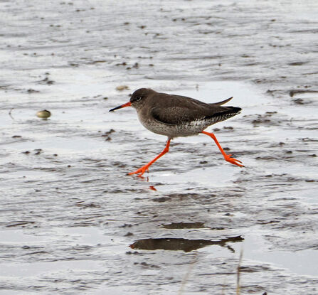 A redshank runs across mudflats, showing its bright orange/red legs.
