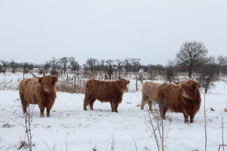 Four Highland cattle stood in a group in the snow on a nature reserve