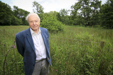 Sir David Attenborough stands in a meadow, smiling, wearing a blue jacket, white shirt, and gray pants, with a barbed wire fence and green trees in the background.