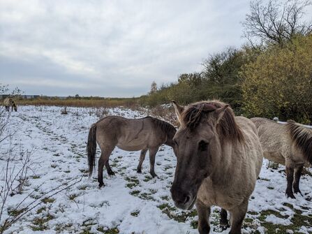 Konik ponies on a nature reserve in the snow. One is near and facing the camera, the others are behind and in the distance grazing on the ground.