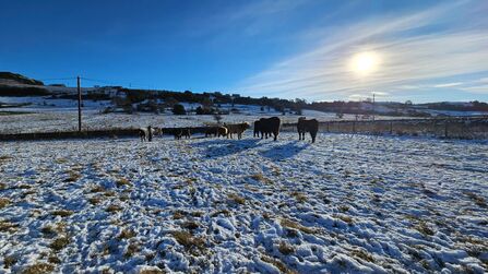 cows on a snow covered field on a west yorkshire reserve.