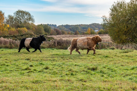 Cattle heading toward Karen and her bucket of treats - Sara Spillett