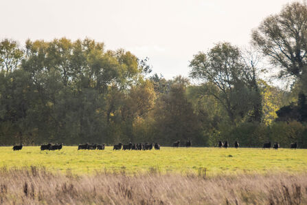 Hebridean Sheep Staveley - Sara Spillett