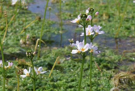 Watercress flowers, white with yellow centers, bloom amidst a dense green aquatic plant bed with visible water. Some flowers are fully bloomed, others are in bud.