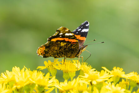 The Science of Noticing: Butterfly Surveys and Wellbeing | Yorkshire ...