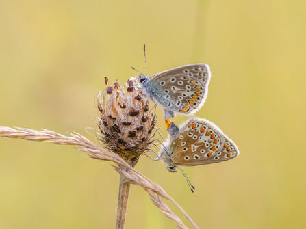 Mating Common Blues - Simon Tull