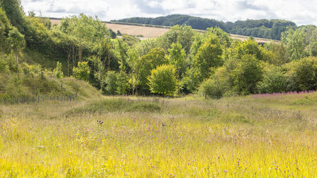 The Science of Noticing: Butterfly Surveys and Wellbeing | Yorkshire ...