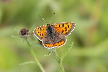 small copper - Simon Tull