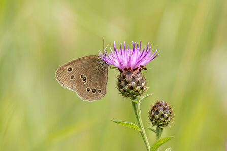 The Science of Noticing: Butterfly Surveys and Wellbeing | Yorkshire ...