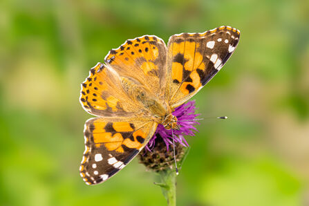 Painted Lady - Simon Tull
