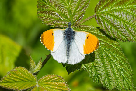 Orange Tip - Simon Tull