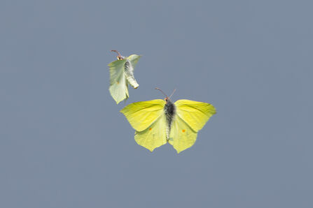 Dancing Brimstone - Simon Tull
