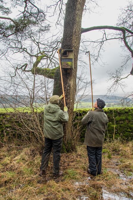 Checking if an owl box needs cleaning Grass Wood Volunteers - Sara Spillett