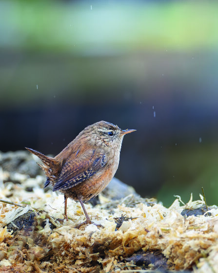 A close up shot of a wren on the forest floor