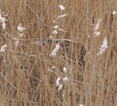 Side view of a bittern crouching among reeds.