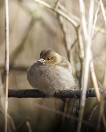 A chaffinch with its breast puffed sits on a branch