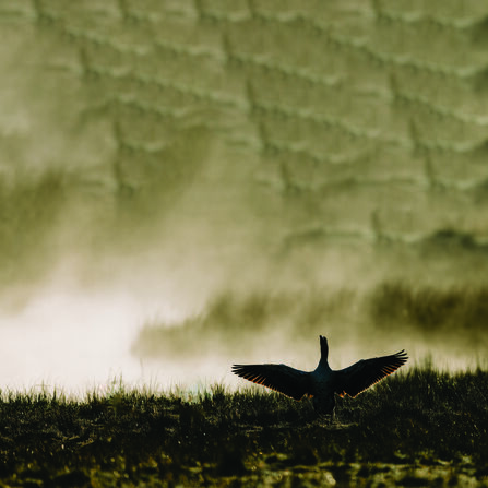 The silhouette of a goose with its wings spread sits in the foreground, with clouds and a mountainside behind