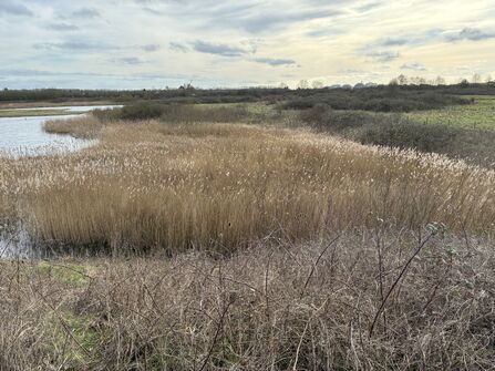 A view of the reedbed at North Cave from Turret Hide.