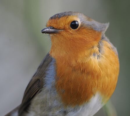 Close-up of a robin. Its feathers are ruffled by the wind, and it's looking straight into the lens.