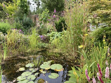 wildlife garden and pond