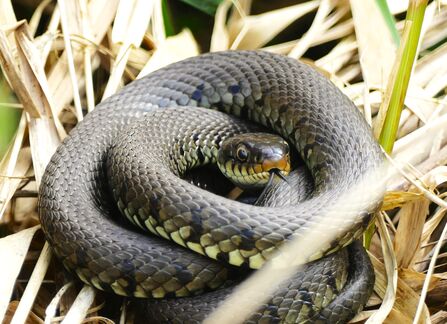grass snake curled up sticking out its tongue with its head pointing in the direction of the camera laid in grass