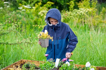 A young man in a blue raincoat holds a plant with one hand and digs a space for it into a raised border with the other.