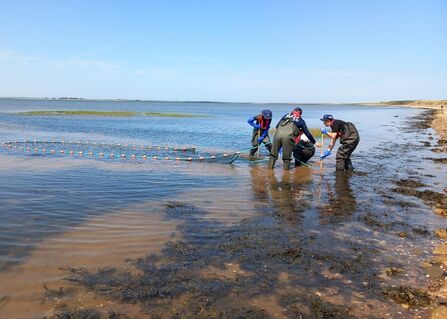 Finfish Surveying Wilder Humber - Georgia Bennett