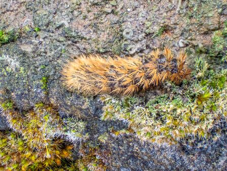 Ruby tiger moth caterpillar - Sara Spillett