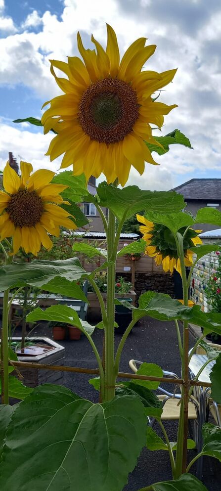 sunflowers in a wildlife garden