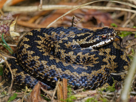 adder coiled up with its head sticking out and tongue out slightly. It has red eyes and a black and beige checkered body and is laid amongst the hay like grass on a nature reserve