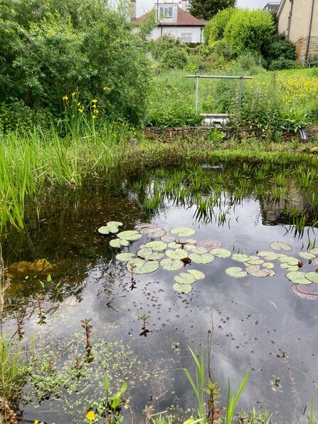 A naturalistic garden pond with lily pads, aquatic plants, and reeds, reflecting a cloudy sky, with a residential house visible on a grassy hillside in the background.
