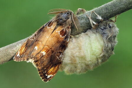 The moth on the left is mostly brown with orange patches (male), the moth on the right is female (a large fluffy grey blob)