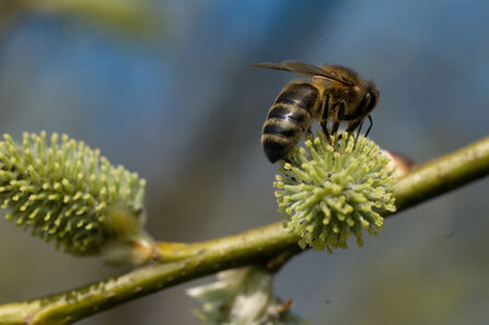 Bee on sallow catkins