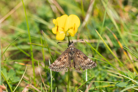 Dingy skipper - Simon Tull