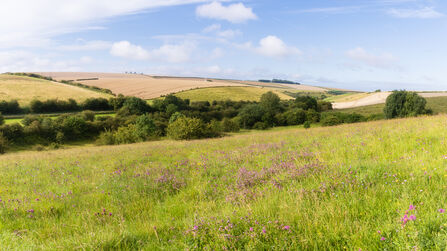 Kiplingcotes Quarry Nature Reserve - Simon Tull