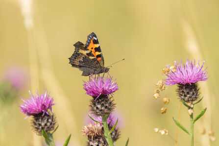 Small tortoise shell - Simon Tull