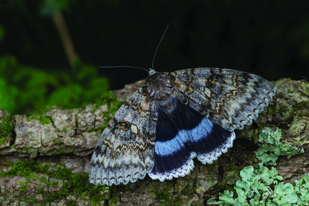 A Clifden nonpareil moth resting on a piece of tree bark. The moth has mottled grey and brown upper wings and a striking hidden hindwing pattern with a bold electric‑blue band and black edges. Lichen and moss-covered bark surround the moth in a natural woodland setting.