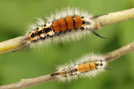 Two orange spikey caterpillars cling to twigs